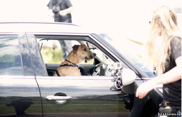 Посмотреть новость Собака за рулём автомобиля?