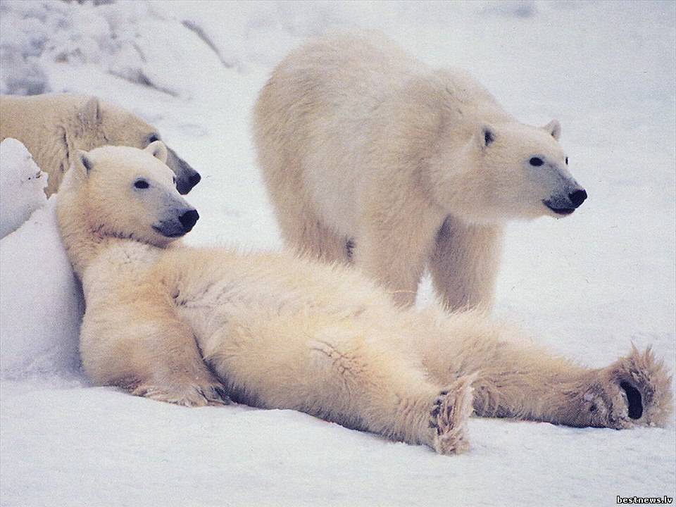 Посмотреть новость День полярного медведя