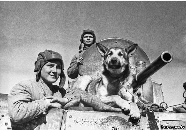 Посмотреть новость Пёс Джульбарс во Второй Мировой войне