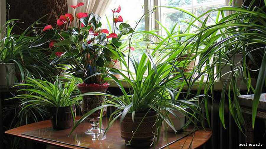 Разнообразие комнатных растений для разных помещений