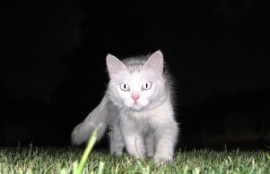 Кошачьи повадки: что делают по ночам кошки и коты?