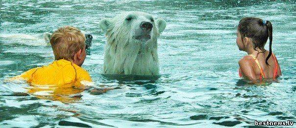 Поплавать с белым медведем?