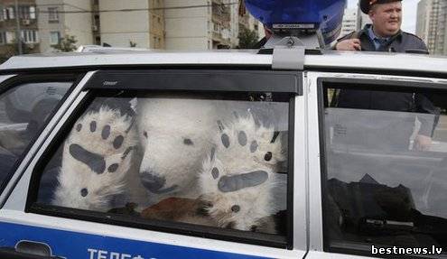 Посмотреть новость Три медведя за решёткой в России