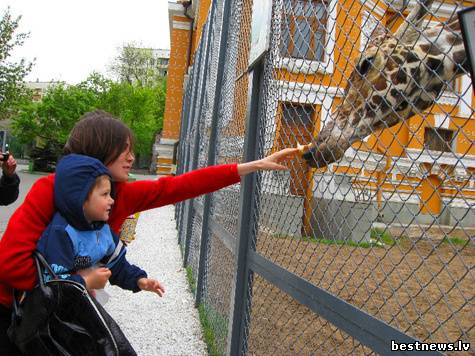 Посмотреть новость Зоопарк Неаполя страдает от нехватки кор...