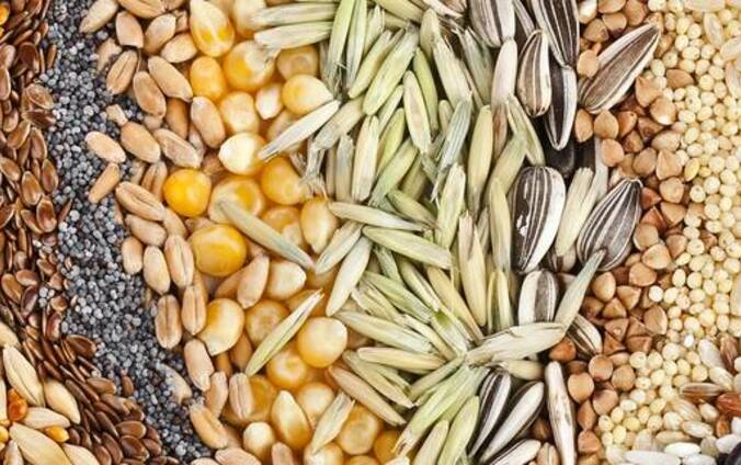 Как купить семена зерновых на посев
