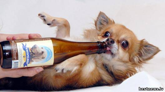 Чешские собаки любят настоящее собачье пиво