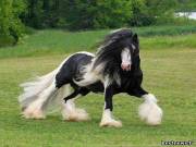 Тинкер - порода удивительных лошадей, которая сейчас приобрела стремительную популярность во всем мире. <br /> Официальное название породы - цыганская упряжная лошадь. Родина этих лошадей Ирландия.