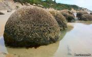 Небольшая рыбацкая деревушка Моераки в Новой Зеландии снискала всемирную известность благодаря необычному геологическому явлению - крупным каменным валунам правильной (а подчас почти идеальной) сферической формы, разбросанным по песчаному пляжу.