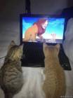 Даже кошки иногда увлекаются просмотром мультфильмов, особенно если это 