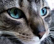 Отпечаток носа каждой кошки уникален, нет двух одинаковых отпечатков.
