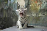 Восьминедельный детёныш белого тигра рычит после ветеринарного осмотра в Братиславском зоопарке.