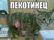 Кот, одетый в военую форму