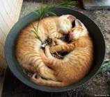 Маленькие кошки уютно устроились в цветочном горшке. Няшки :)