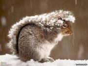 Белка прячется под своим хвостом во время снежной бури в Нью-Джерси, США