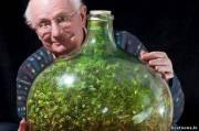 Растение, которое Дэвид Латимер 40 лет назад посадил в бутылку, закупорил и ни разу не открывал. В бутылке образовалась экосистема, в которой растение само ухаживает за собой, производит кислород и питается перегноем.