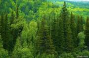 Более 25% лесов мира находятся в Сибири.