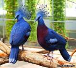 Венценосные голуби обитают в Новой Гвинее и близлежащих островах.