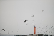 Mangalsala mols - маяк в Риге на фоне птиц