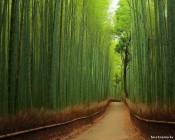 Бамбуковый лес, Киото, Япония.