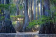 Озеро Каддо находится в США штат Техас, это охраняемая территория, на которой произрастают самые большие кипарисовые леса на планете.
