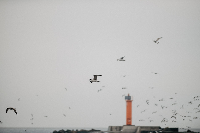 Mangalsala mols - маяк в Риге на фоне птиц