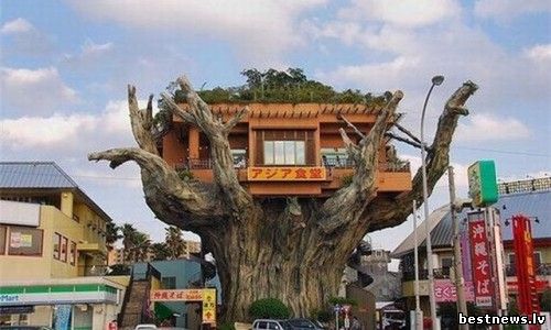 Фото: Ресторан на дереве