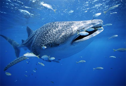 Посмотреть новость Горбатый кит в Рижском заливе?