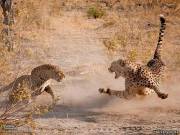 Этот редкий кадр был снят в Ботсване. Леопард (слева) решил схалявить и вместо охоты отобрать у гепарда только что пойманную добычу. Завязалась потасовка. Но леопард — это более сильная и крупная кошка, и гепарду пришлось отступить.