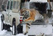 Освобождение тигра в заповедник после лечения