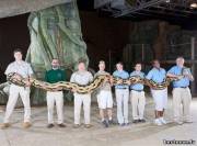 Самый длинный питон в мире, которого зовут Пушистик, его длина 7,3 метра.