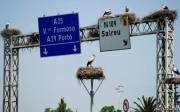 Видимо, аистам понравился дорожный указатель недалеко от Авейро, Португалия.