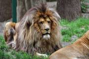 Царь зверей - лев Мэни