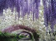 Тоннель из цветов, в японском саду Кавати Фудзи