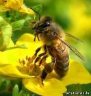 Чтобы сделать килограмм меда, пчелка должна облететь 2 млн. цветков.